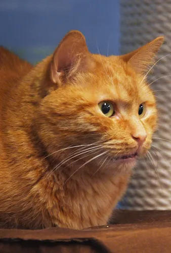 Кота Фото кот с грустным выражением