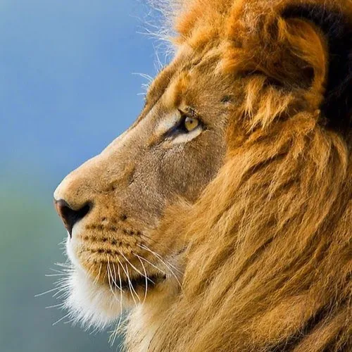 Льва Фото лев смотрит в камеру