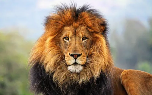 Льва Фото лев с гривой