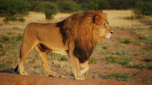 Льва Фото лев, идущий по грунтовой дороге