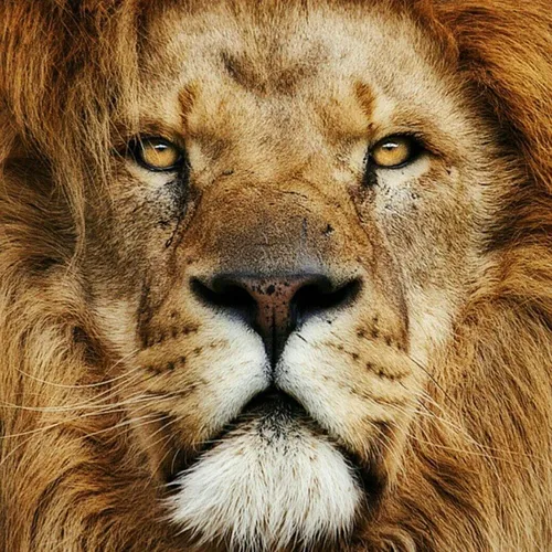 Льва Фото крупный план льва