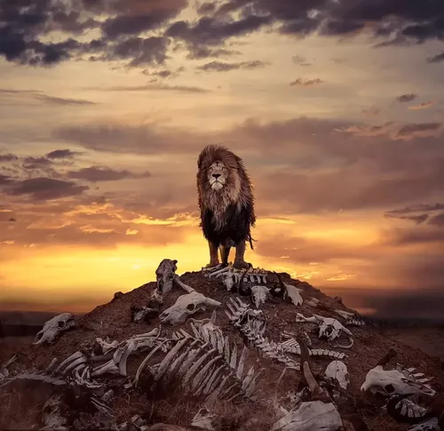 Льва Фото лама на скалистом холме