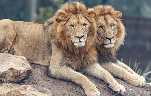 Льва Фото пара львов лежат