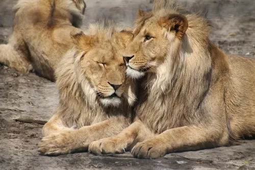 Льва Фото лев облизывает другого льва