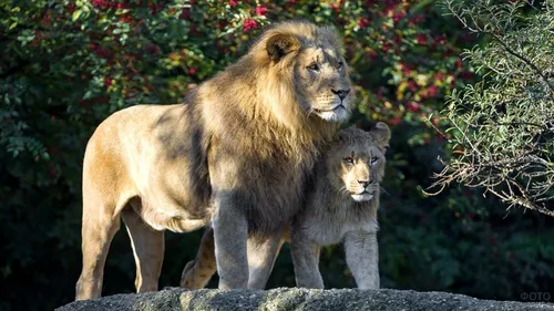 Льва Фото лев и детеныш, стоящие на скале