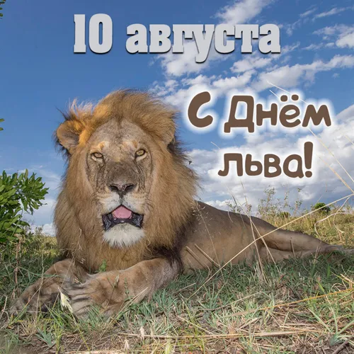Льва Фото лев, лежащий в траве