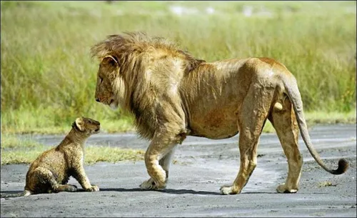 Льва Фото лев и детеныш