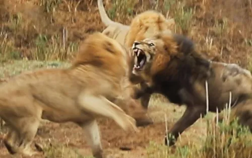 Льва Фото лев сражается со львом