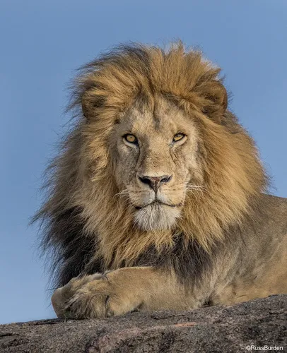 Льва Фото лев лежа