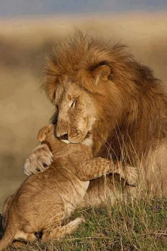 Льва Фото лев и львица лежат в траве