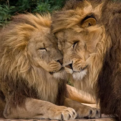 Льва Фото пара львов