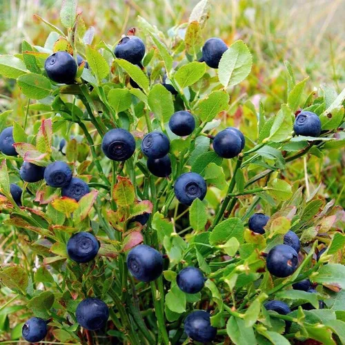Черника Фото куст с голубыми ягодами