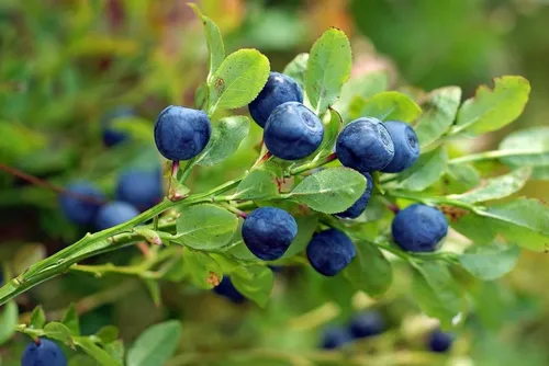 Черника Фото крупный план синих ягод на кусте
