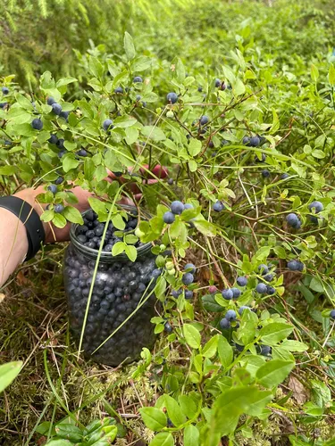 Черника Фото рука, держащая пучок голубых ягод