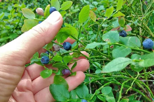 Черника Фото рука, держащая небольшое растение с голубыми ягодами