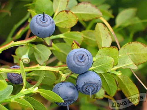 Черника Фото голубые ягоды на кусте