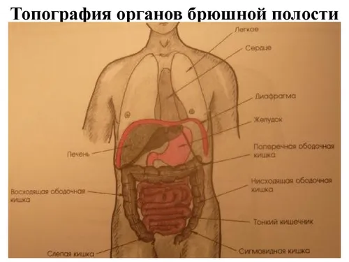 Что Находится Под Левым Ребром Фото фото для телефона