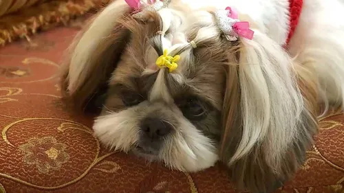 Ши Тцу Фото собака в цветочной короне