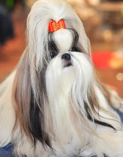 Ши Тцу Фото собака с красной биркой