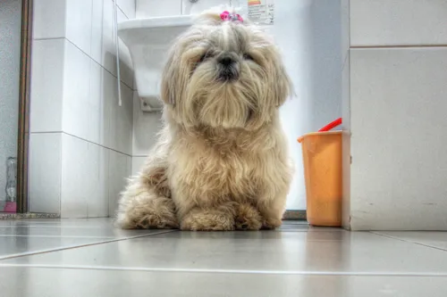 Ши Тцу Фото собака сидит на плиточном полу
