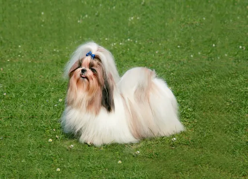 Ши Тцу Фото собака с цветком во рту