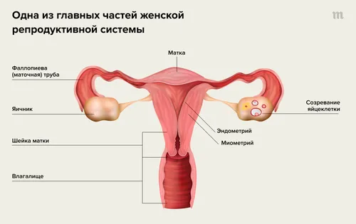 Эндометриоз Выделений Фото арт