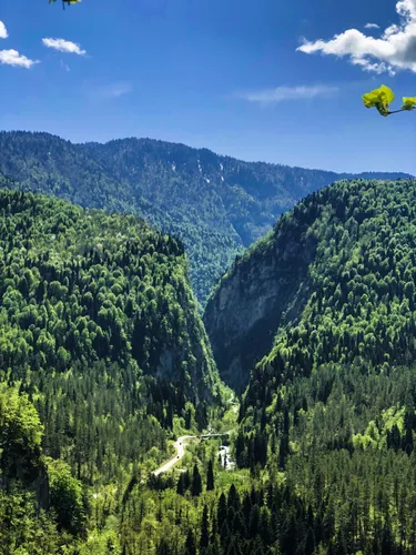 Абхазия Фото пейзаж с деревьями и горами