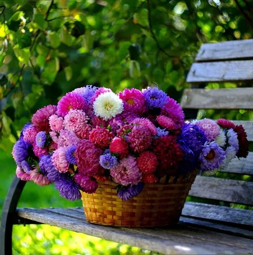 Астры Фото корзина фиолетовых цветов