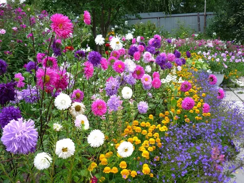 Астры Фото сад цветов