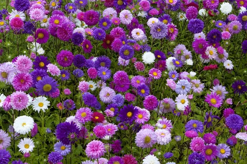 Астры Фото поле фиолетовых цветов