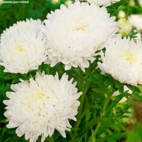 Астры Фото группа белых цветов