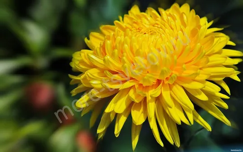 Астры Фото крупный план желтого цветка