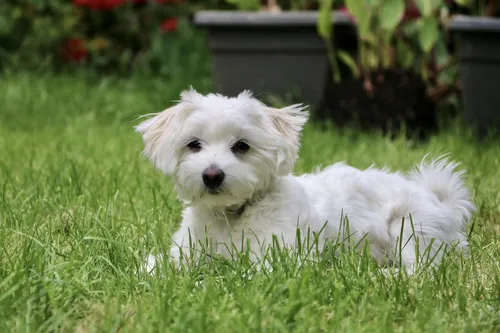 Болонка Фото белая собака в траве
