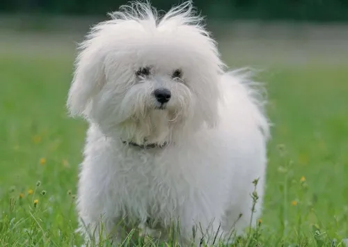 Болонка Фото белая собака в травянистой местности
