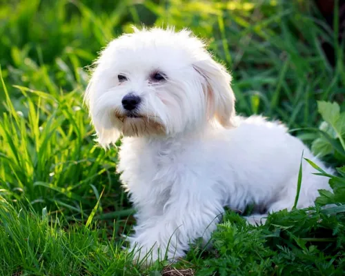 Болонка Фото белая собака сидит в траве