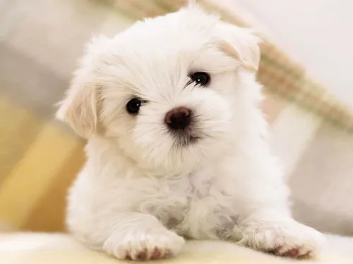 Болонка Фото маленький белый щенок