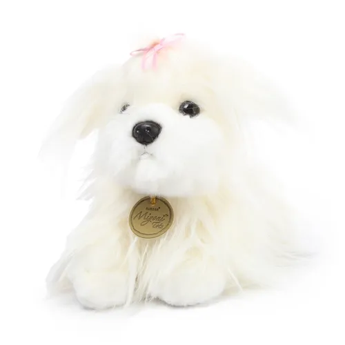 Болонка Фото белая собака с золотой биркой
