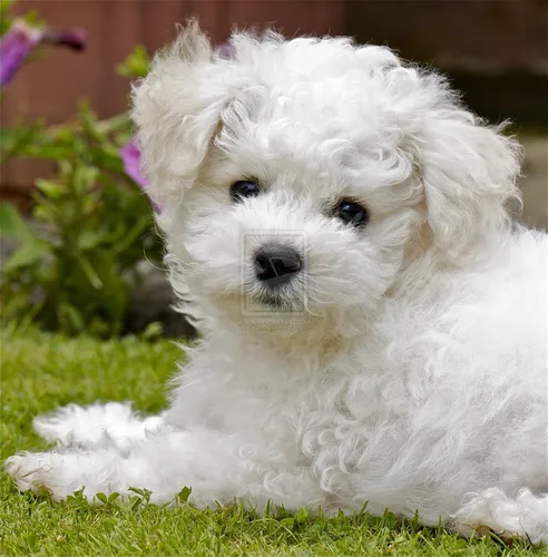 Болонка Фото белая собака, лежащая на траве