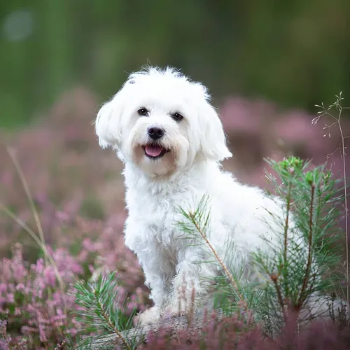 Болонка Фото собака, стоящая в поле цветов