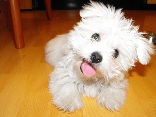Болонка Фото белая собака с высунутым языком