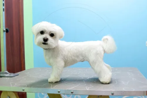 Болонка Фото белая собака на столе
