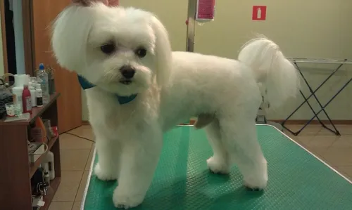 Болонка Фото белая собака, стоящая на зеленом коврике