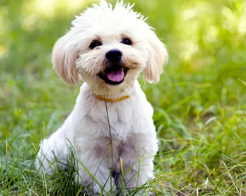 Болонка Фото собака, стоящая на травянистой местности