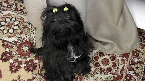 Болонка Фото черная собака сидит на диване