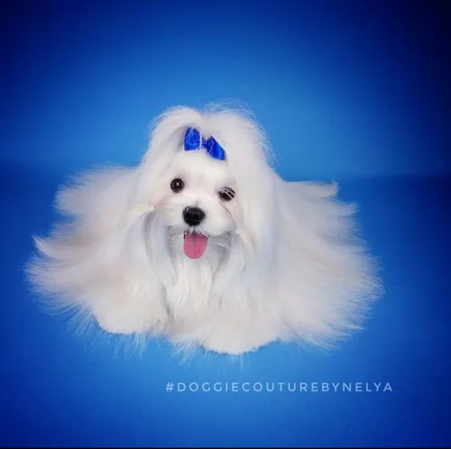 Болонка Фото белая собака с голубым бантом