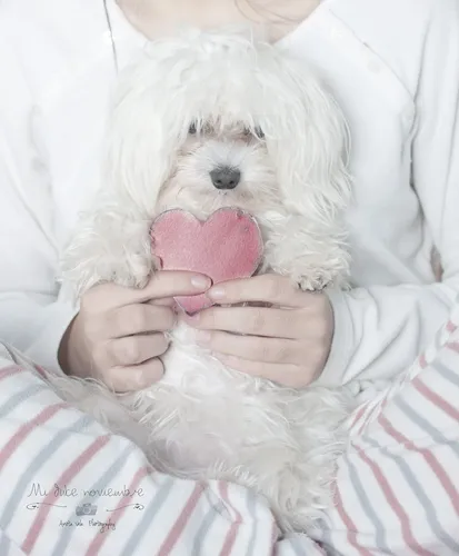 Болонка Фото собака с розовым шариком во рту