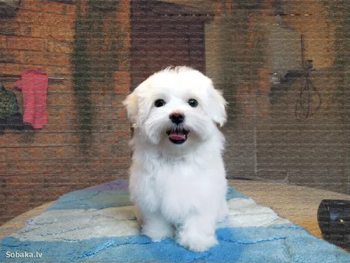 Болонка Фото белая собака на синей поверхности