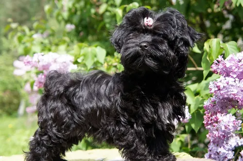 Болонка Фото черная собака с цветком во рту