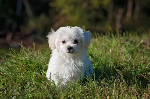 Болонка Фото маленькая белая собака в траве