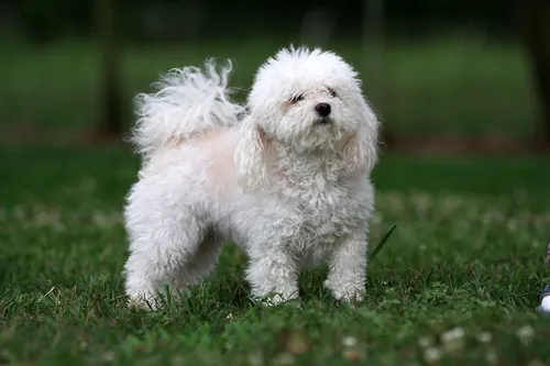 Болонка Фото маленькая белая собака